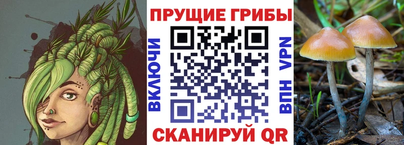 Купить закладки  Усть-Лабинск  Псилоцибиновые грибы GOLDEN TEACHER 